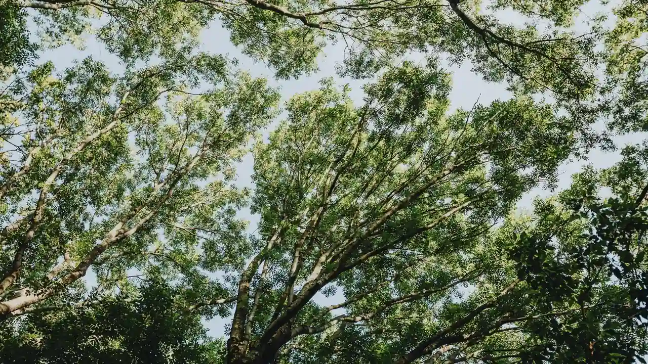 快播Tom改变视频播放体验的革命性工具